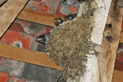 Birds nesting in barn at Great Dixter Wallpaper