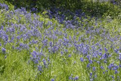 Emmetts Garden at bluebell time Wallpaper