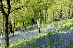 Emmetts Garden at bluebell time Wallpaper