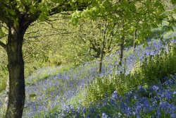 Emmetts Garden at bluebell time Wallpaper