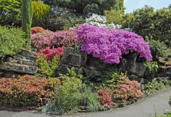 Leonardslee Garden, West Sussex Wallpaper