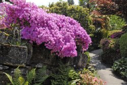 Leonardslee Garden, West Sussex Wallpaper