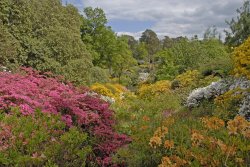 Leonardslee Garden, West Sussex Wallpaper