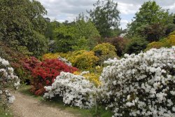 Leonardslee Garden, West Sussex Wallpaper