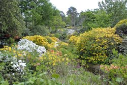 Leonardslee Garden, West Sussex Wallpaper