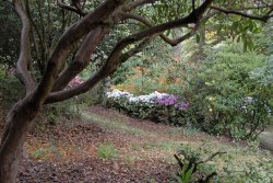 Leonardslee Garden, West Sussex Wallpaper