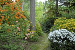 Leonardslee Garden, West Sussex Wallpaper