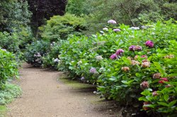 Abbotsbury Tropical Garden Wallpaper