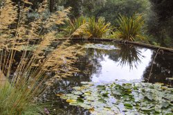 Abbotsbury Tropical Garden Wallpaper