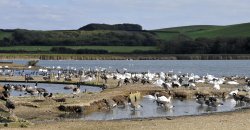 Abbotsbury Swannery Wallpaper