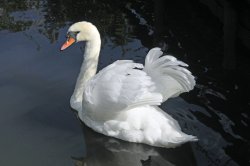 Abbotsbury Swannery Wallpaper