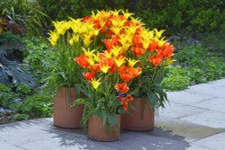 Harlow Carr Garden Tulip display Wallpaper