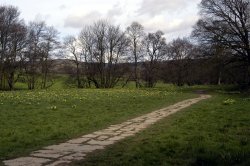 Farndale Daffodil Walk Wallpaper