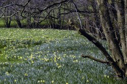 Farndale Daffodil Walk Wallpaper