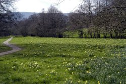 Farndale Daffodil Walk Wallpaper