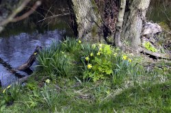 Farndale Daffodil Walk Wallpaper