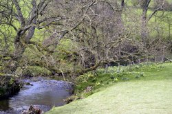 Farndale Daffodil Walk Wallpaper