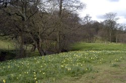 Farndale Daffodil Walk Wallpaper