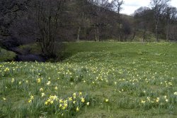 Farndale Daffodil Walk Wallpaper