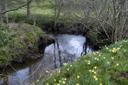 Farndale Daffodil Walk Wallpaper