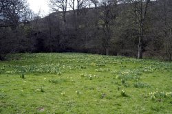 Farndale Daffodil Walk Wallpaper