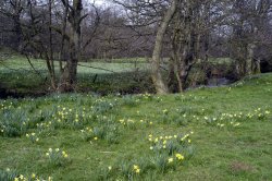 Farndale Daffodil Walk Wallpaper