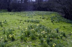 Farndale Daffodil Walk Wallpaper