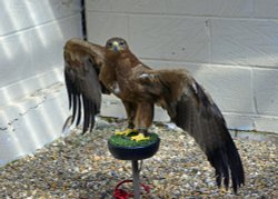 Eagle Heights Wildlife Foundation, Eynsford, Kent Wallpaper