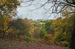 Winkworth Arboretum, Surrey Wallpaper