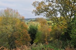 Winkworth Arboretum, Surrey Wallpaper