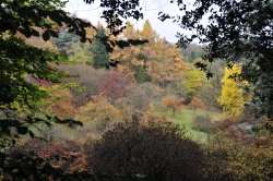 Winkworth Arboretum, Surrey Wallpaper