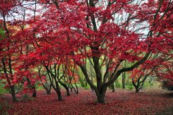 Winkworth Arboretum, Surrey Wallpaper