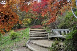 Winkworth Arboretum, Surrey Wallpaper