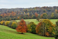 Surrey Hills from Polesden Lacey Wallpaper