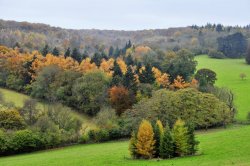 Surrey Hills from Polesden Lacey Wallpaper