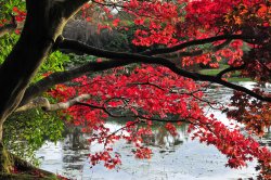 Sheffield Park Garden, Uckfield Wallpaper