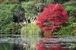 Sheffield Park Garden, Uckfield Wallpaper