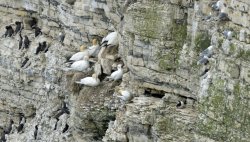 RSPB Bempton Cliffs near Bridlington Wallpaper