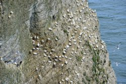 RSPB Bempton Cliffs near Bridlington Wallpaper