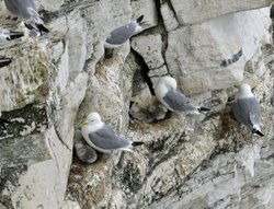 RSPB Bempton Cliffs near Bridlington Wallpaper