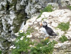 RSPB Bempton Cliffs near Bridlington Wallpaper