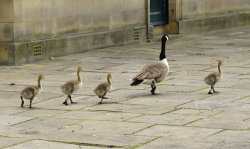 Geese exploring York Wallpaper