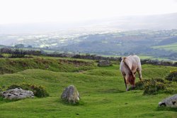 Dartmoor Wallpaper