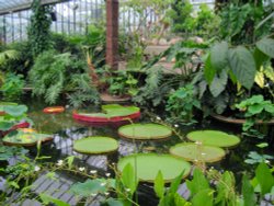 Waterlily House, Kew Gardens Wallpaper