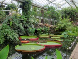 Waterlily House, Kew Gardens Wallpaper