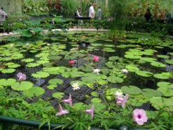 Waterlily House, Kew Gardens Wallpaper