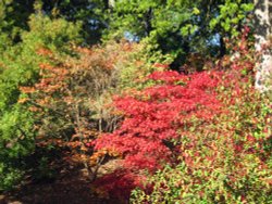 Hole Park Garden, autumn leaves Wallpaper