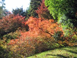 Hole Park Garden, autumn leaves Wallpaper