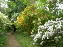 Leonardslee Garden, West Sussex Wallpaper