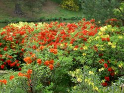 Leonardslee Garden, West Sussex Wallpaper